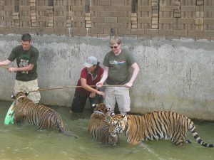 Thomas Simmons with tigers during his international travels